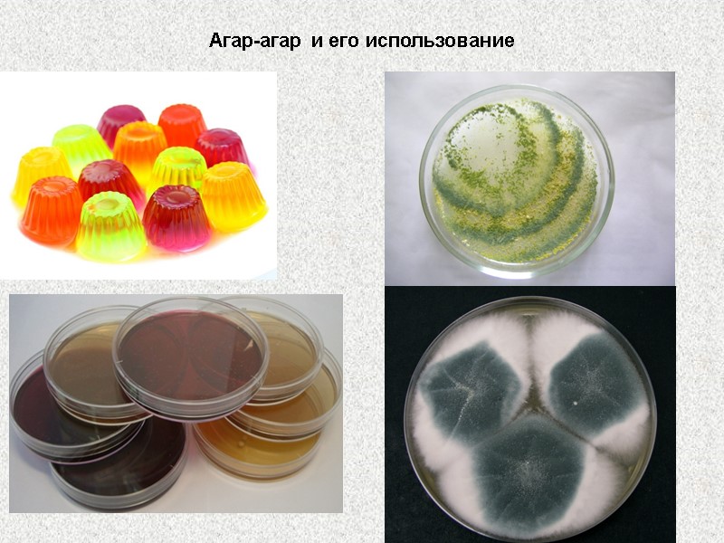 Агар-агар и его использование